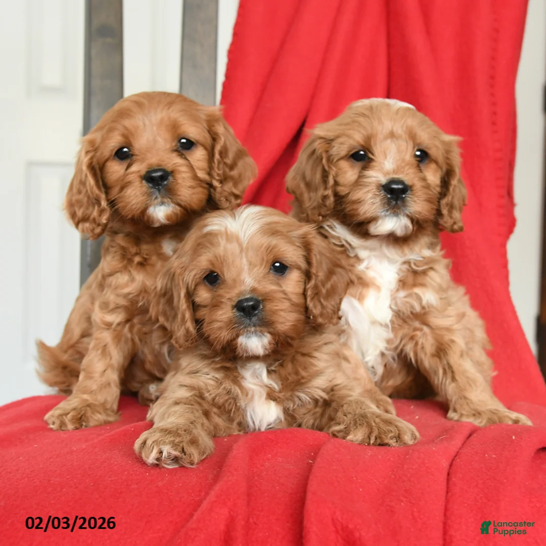 Cavapoo dogs for sale: Cuddles - Ad 5