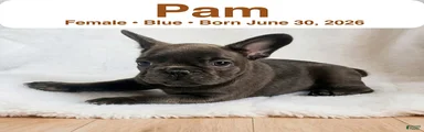 Pam