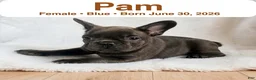 French Bulldog dogs for sale: Pam - Ad 1