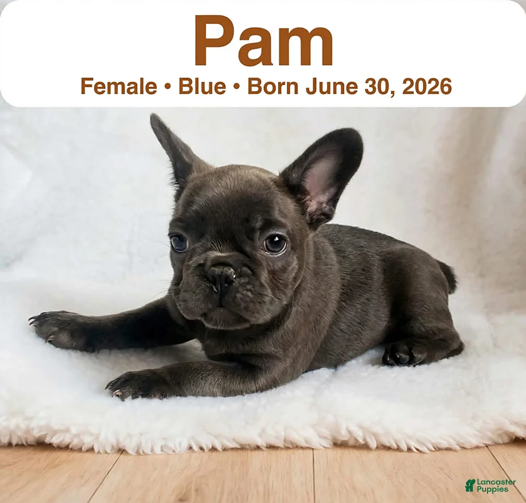 French Bulldog dogs for sale: Pam - Ad 1