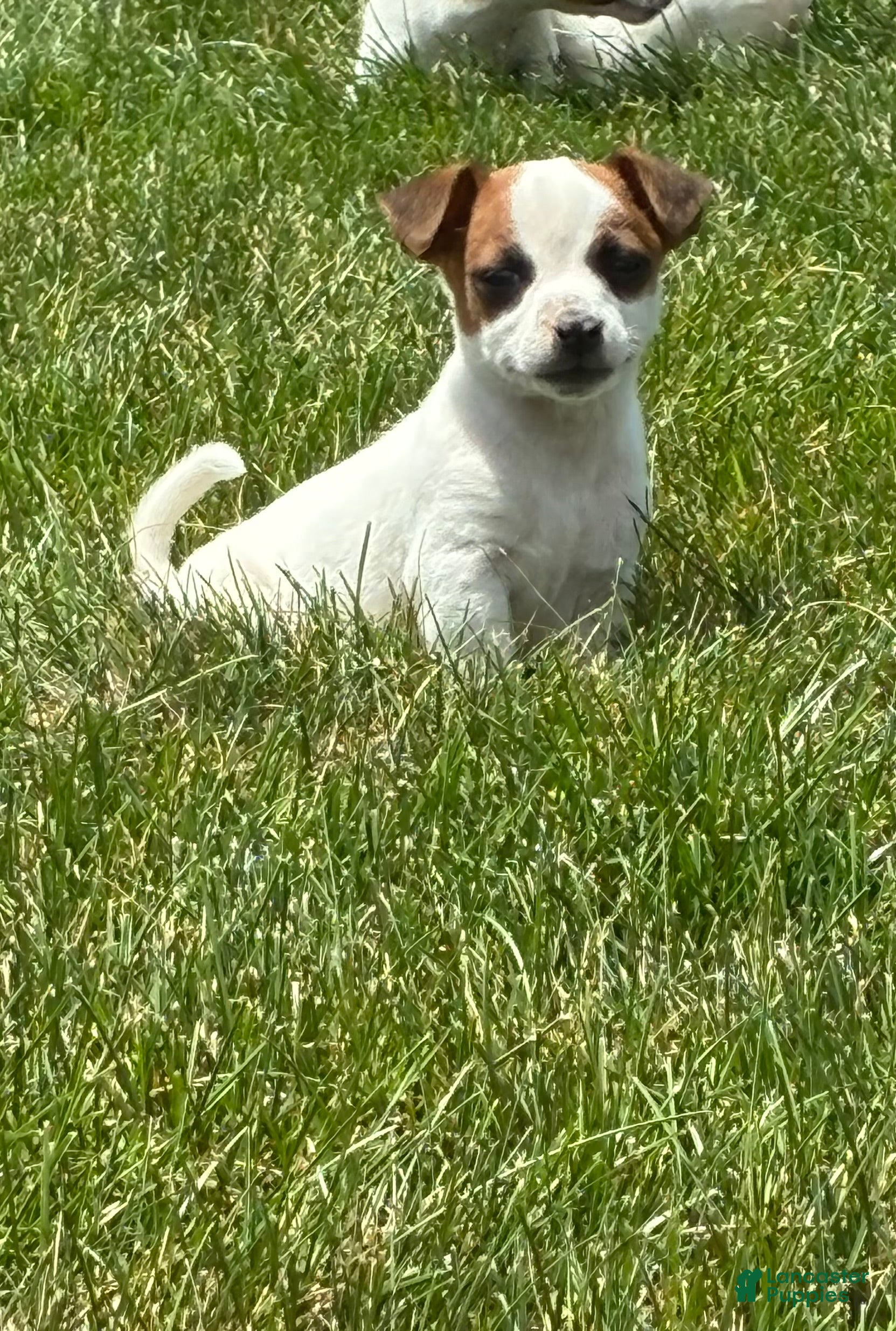 Jack Russell Terrier dogs Jack Russell Terrier 5 - Ad 28
