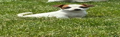 Jack Russell Terrier 5