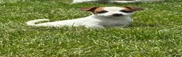 Jack Russell Terrier dogs for sale: Jack Russell Terrier 5 - Ad 1