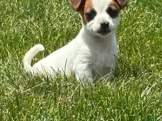 Jack Russell Terrier dogs Jack Russell Terrier 5 - Ad 28