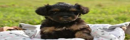Yorkiepoo dogs for sale: Yorkiepoo 4 - Ad 1
