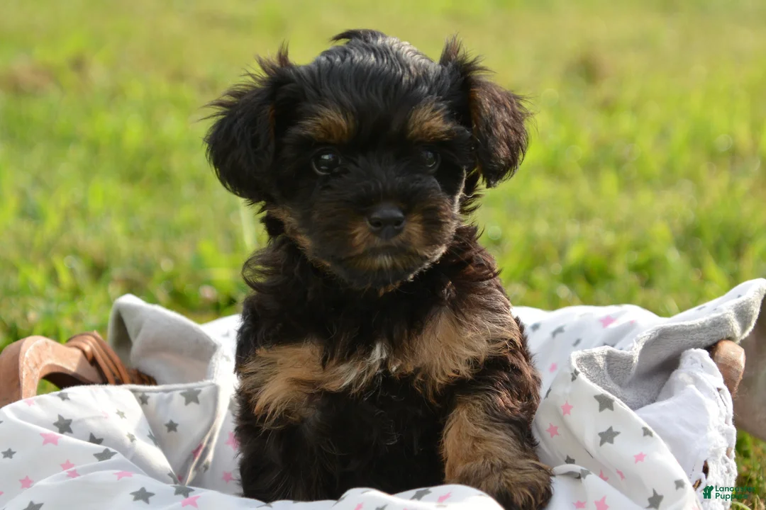 Yorkiepoo dogs for sale: Yorkiepoo 4 - Ad 1