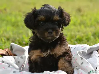 Yorkiepoo dogs Tosha - Ad 17