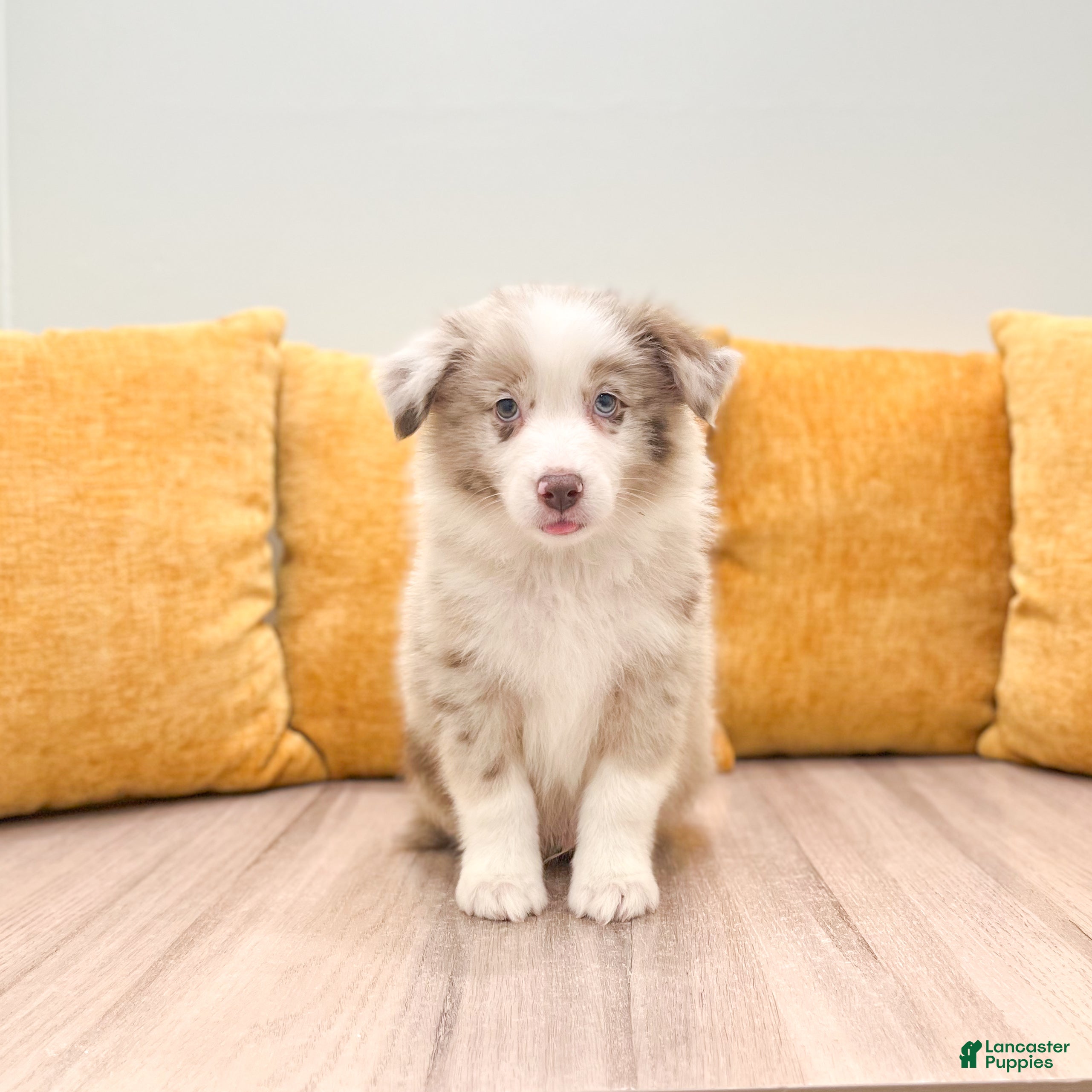 Australian Shepherd dogs Myles - Ad 1