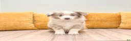 Australian Shepherd dogs for sale: Myles - Ad 1