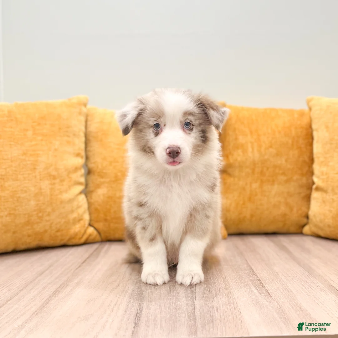 Australian Shepherd dogs for sale: Myles - Ad 1
