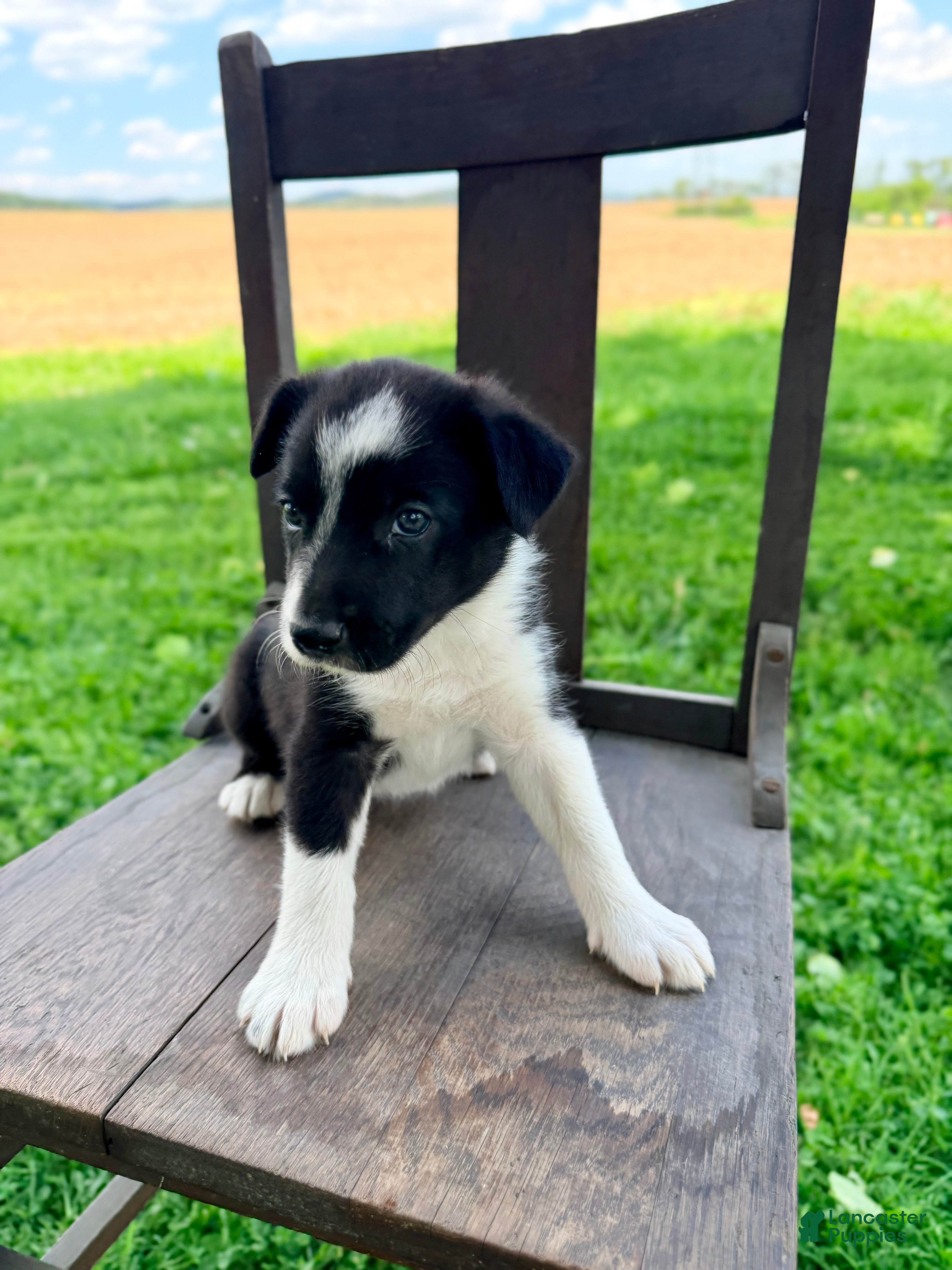 Border Collie dogs for sale: Scout - Ad 2
