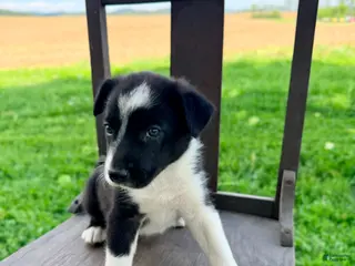Border Collie dogs for sale: Scout - Ad 2