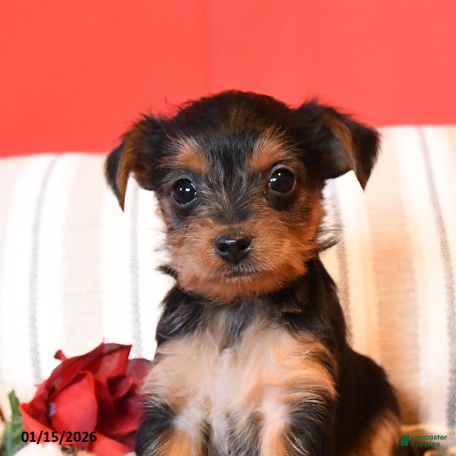 Yorkiepoo dogs Rosie - Ad 2
