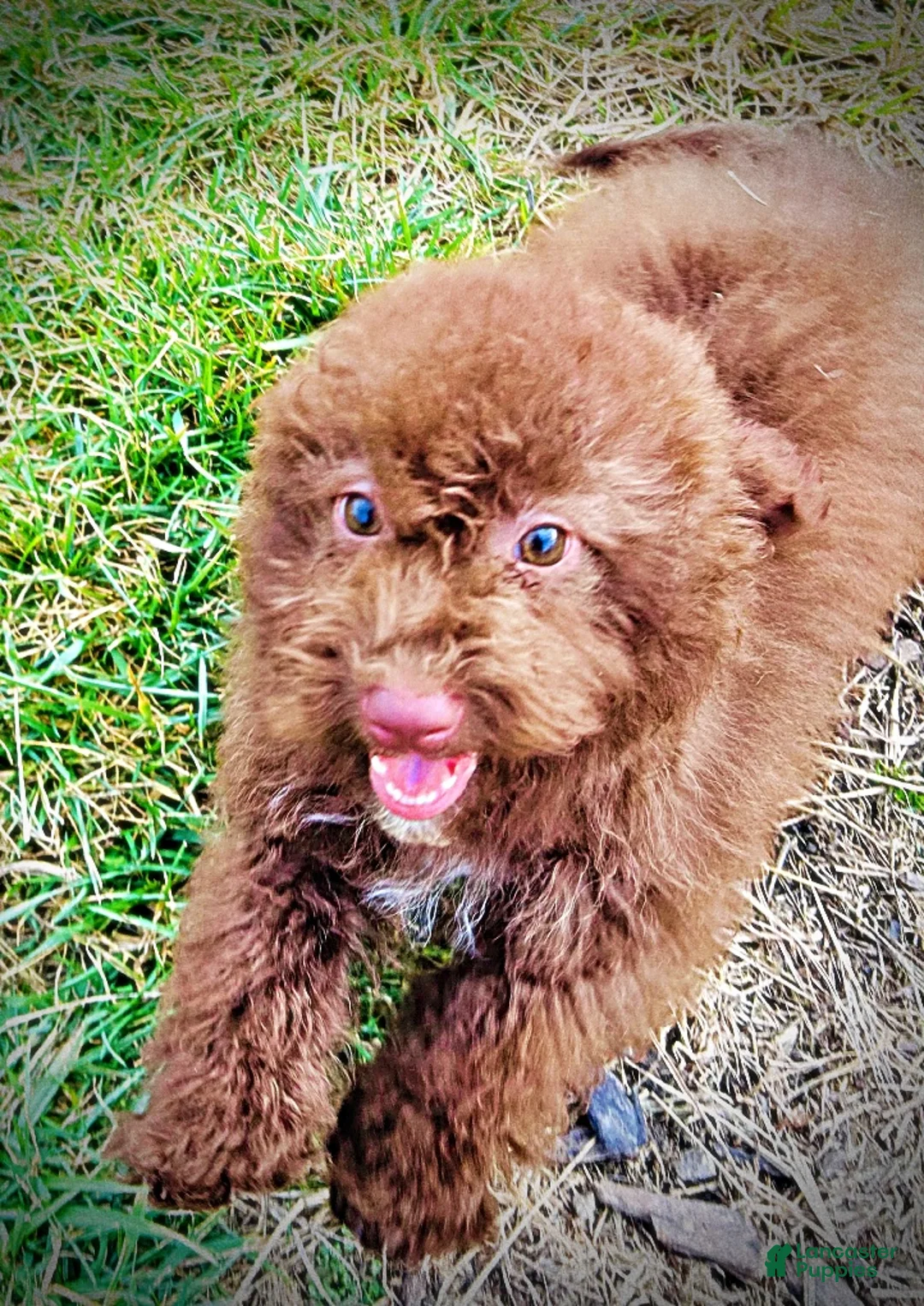 Havapoo dogs for sale: Scooby - Ad 11