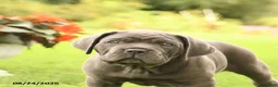 Cane Corso dogs for sale: Dallas - Ad 5