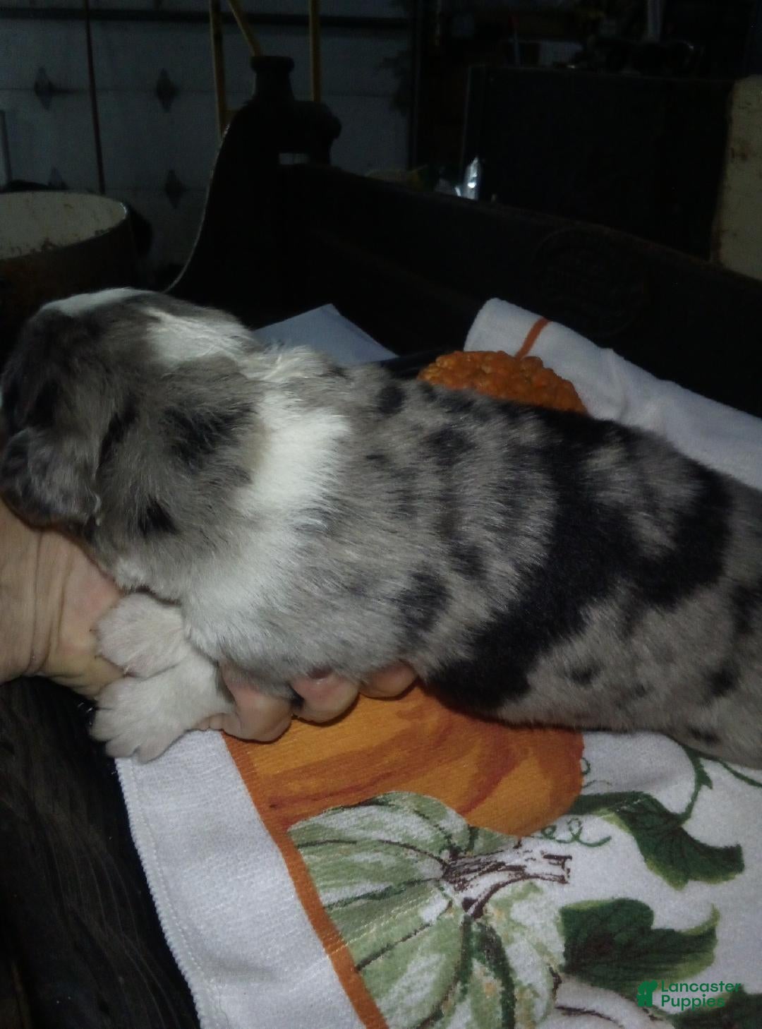 Australian Shepherd dogs cody - Ad 23