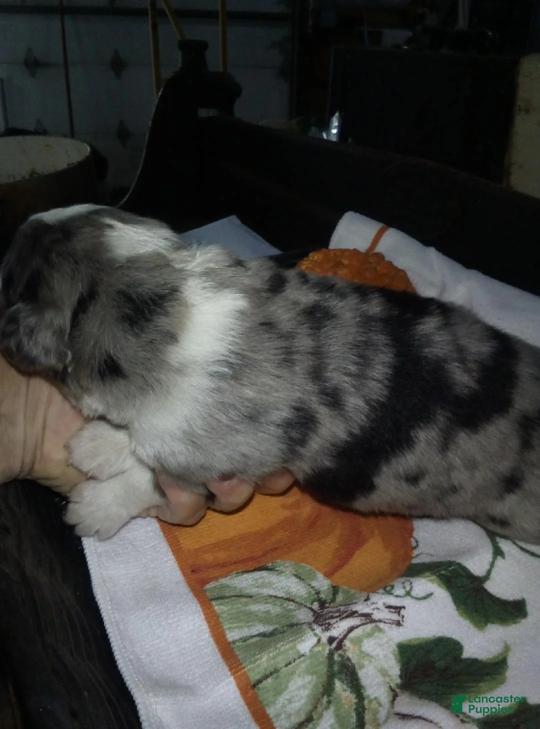 Australian Shepherd dogs for sale: cody - Ad 1