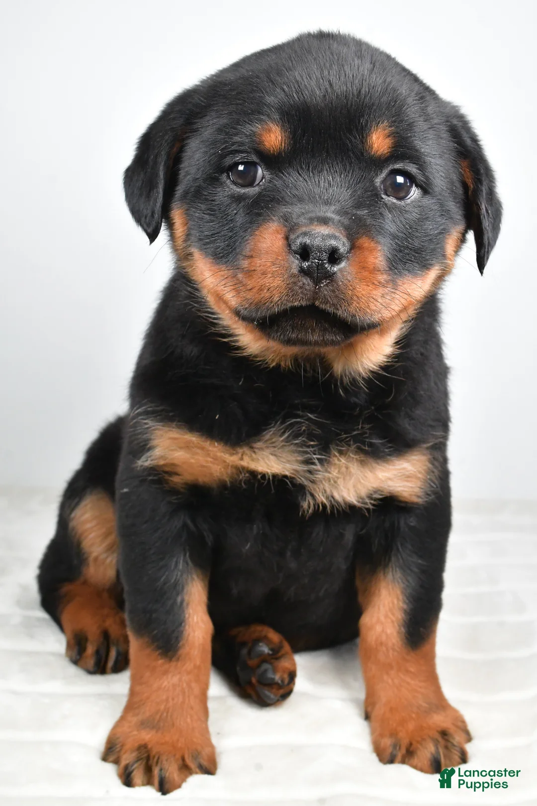 Rottweiler dogs for sale: Penny - Ad 7
