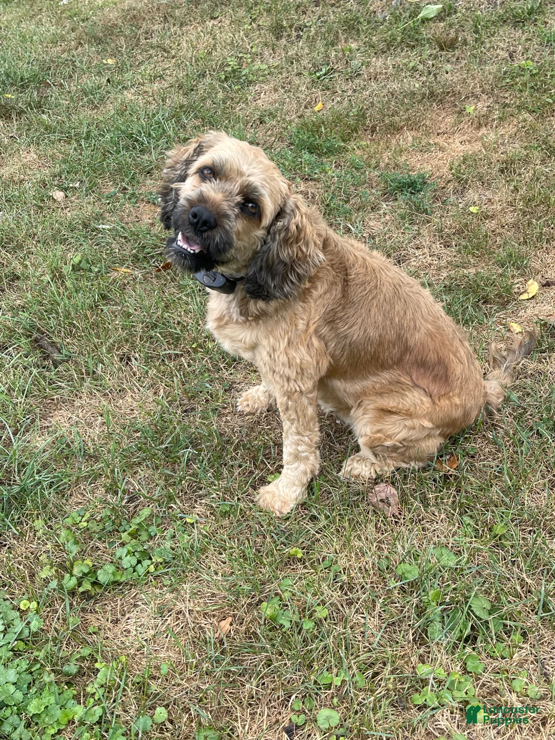 Cockapoo dogs for sale: Maximus - Ad 12