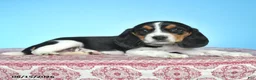 Beagle dogs for sale: Wanda - Ad 4