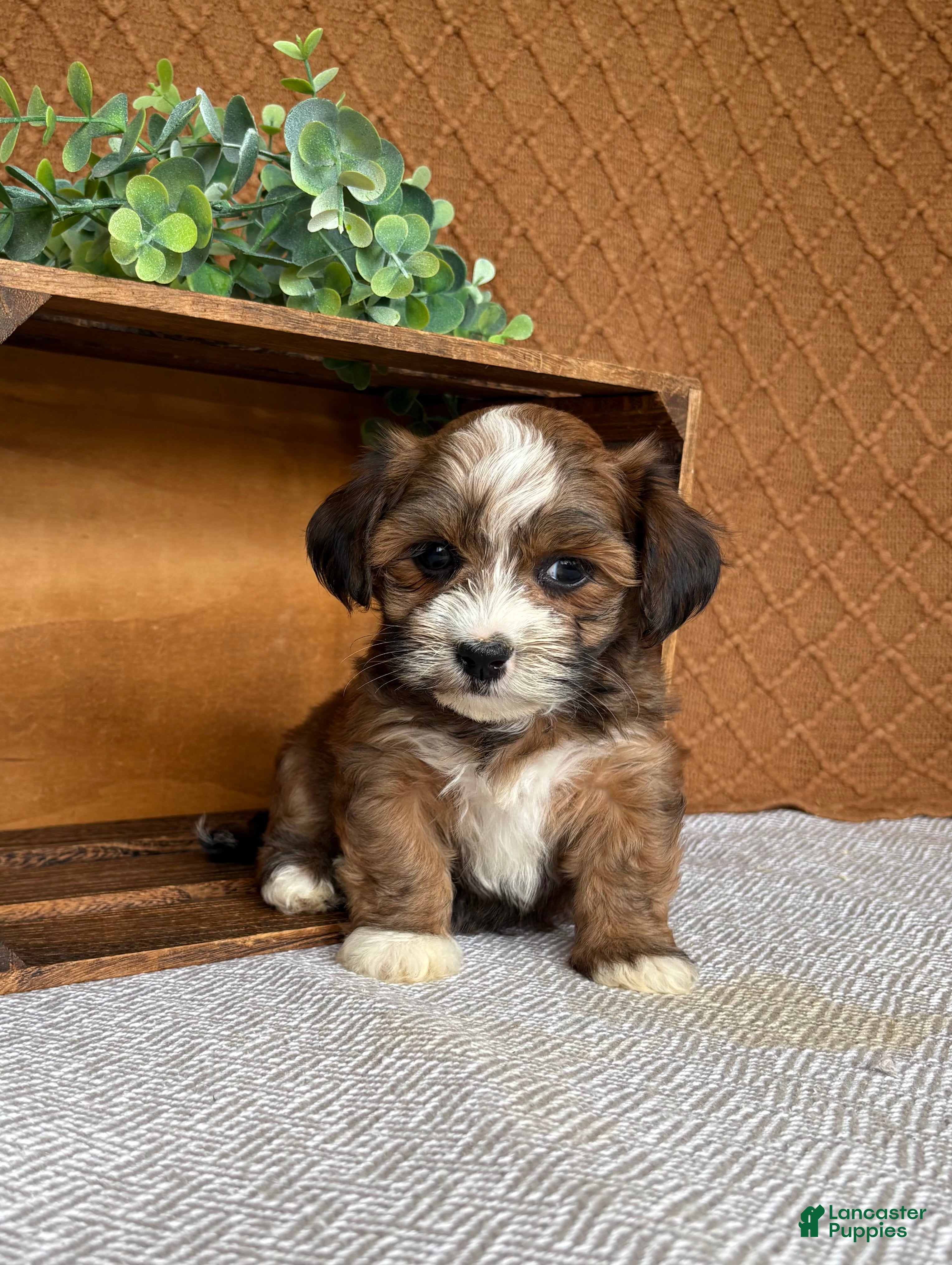 Havanese dogs Ayla  - Ad 1