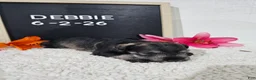Miniature Schnauzer dogs for sale: Debbie - Ad 3