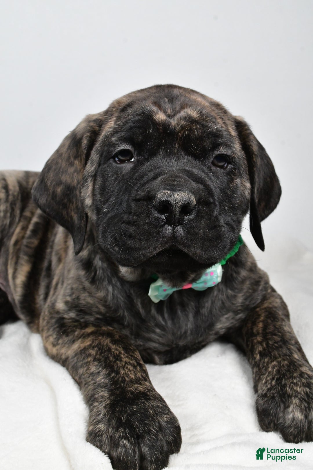 English Mastiff dogs for sale: Shawn - Ad 3