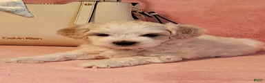 Maltipoo 2