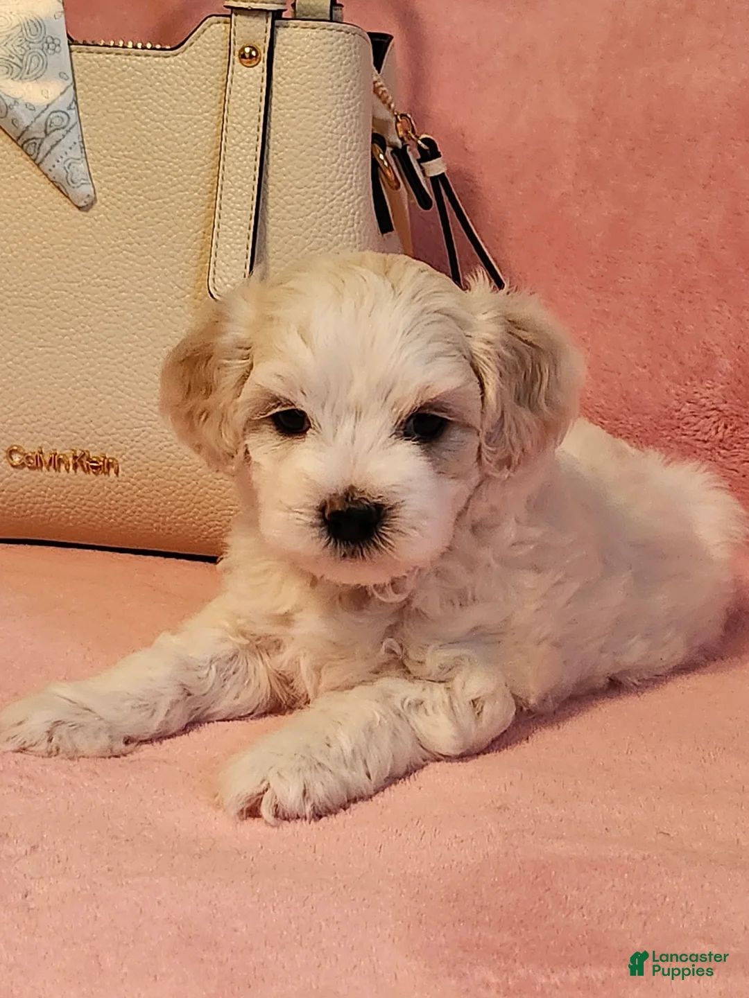Maltipoo dogs for sale: Maltipoo 2 - Ad 1