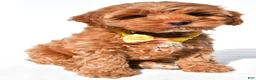 Cockapoo dogs for sale: Echo - Ad 6