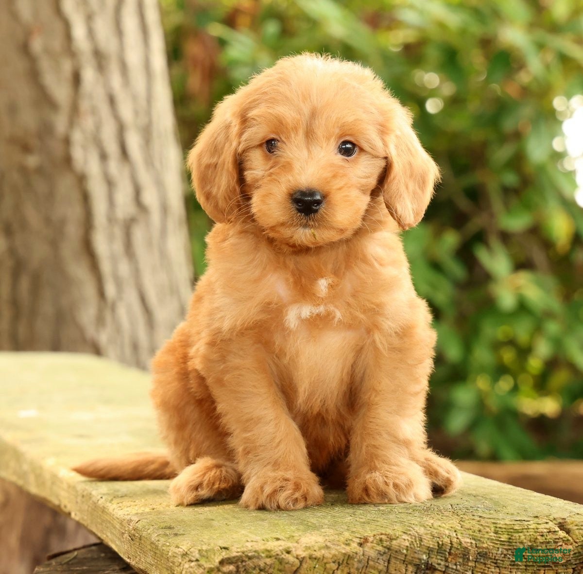 Mini Goldendoodle dogs Mason - Ad 1