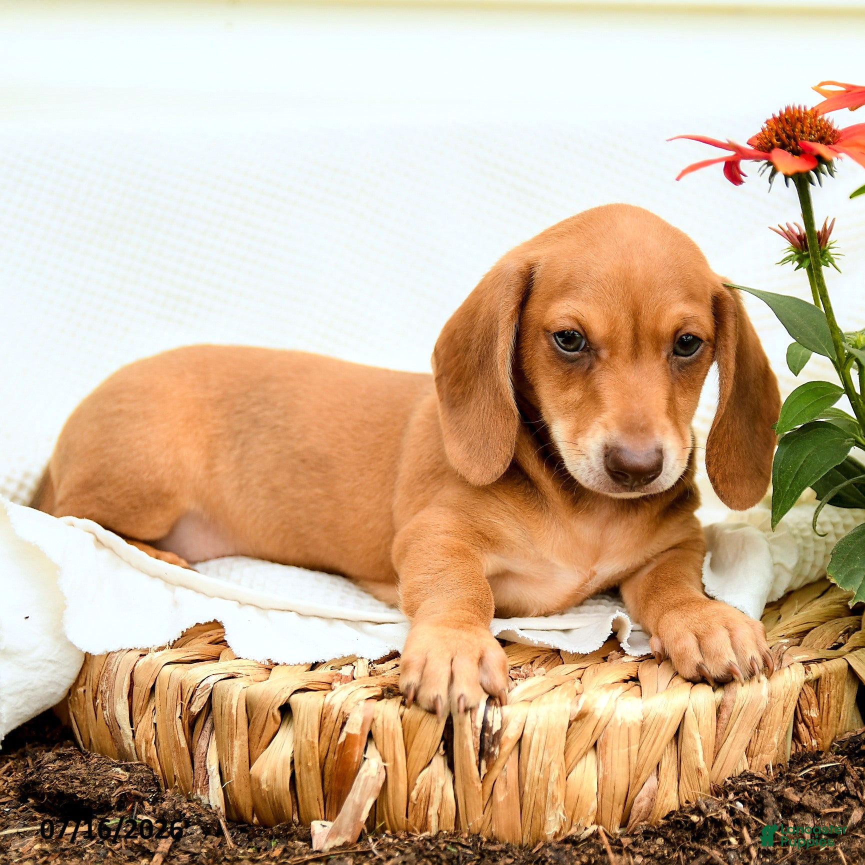 Miniature Dachshund dogs Gem  - Ad 2