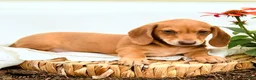 Miniature Dachshund dogs for sale: Gem  - Ad 2