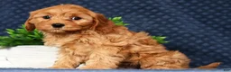 Cavapoo dogs for sale: Wesley - Ad 6