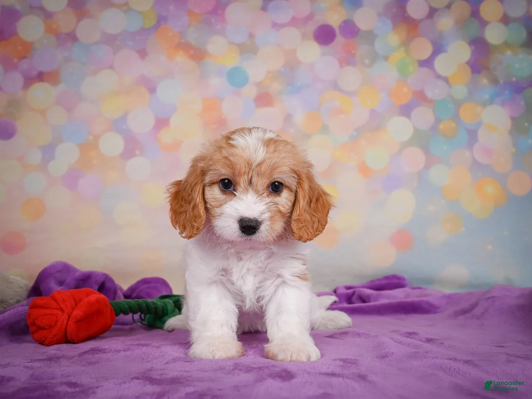 Cavapoo dogs for sale: Ruby - Ad 10