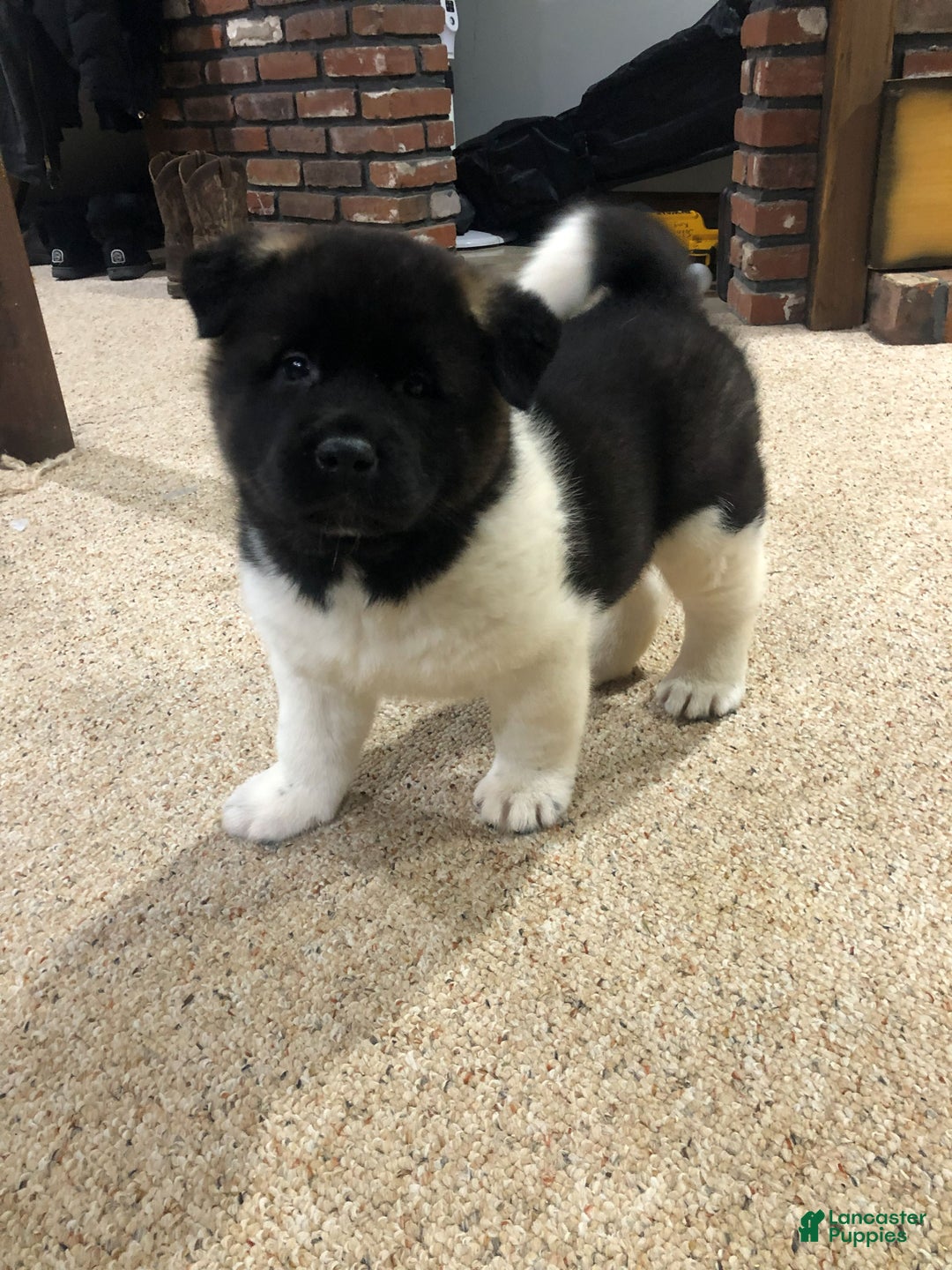 Akita dogs for sale: Buster - Ad 1