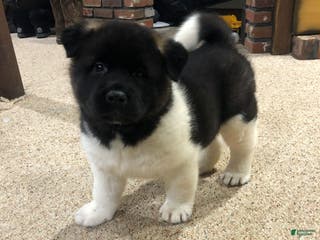 Akita dogs Buster - Ad 21