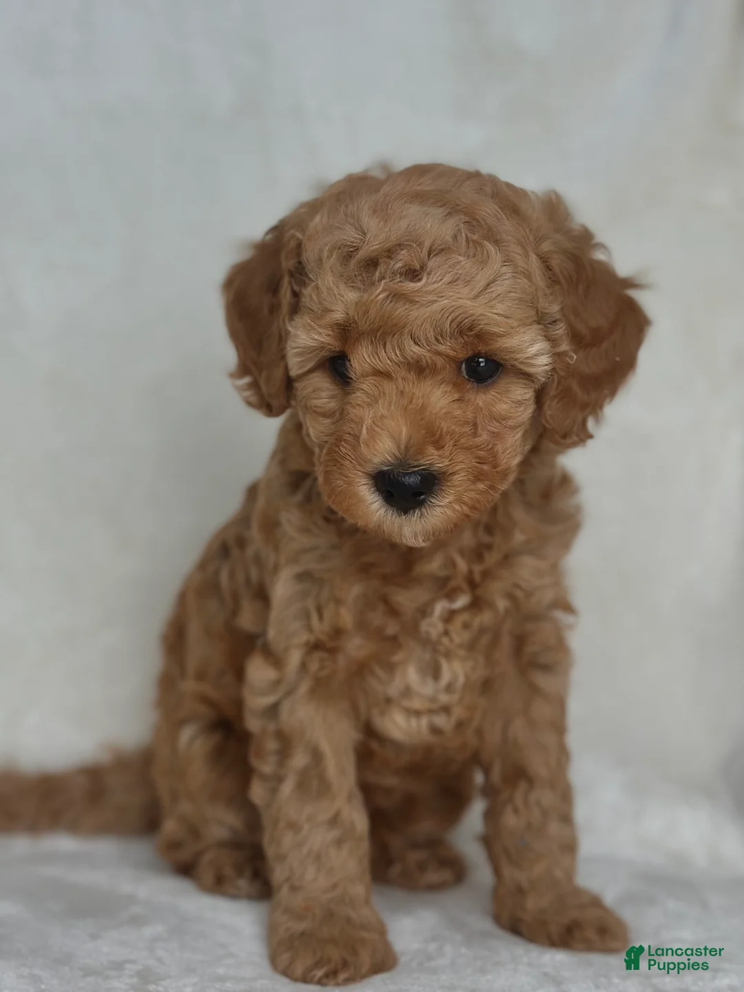 Mixed Breed dogs for sale: Walnut - Ad 1