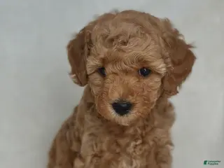 Mixed Breed dogs for sale: Walnut - Ad 4