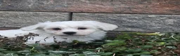 Teddy Bear dogs for sale: John - Ad 2