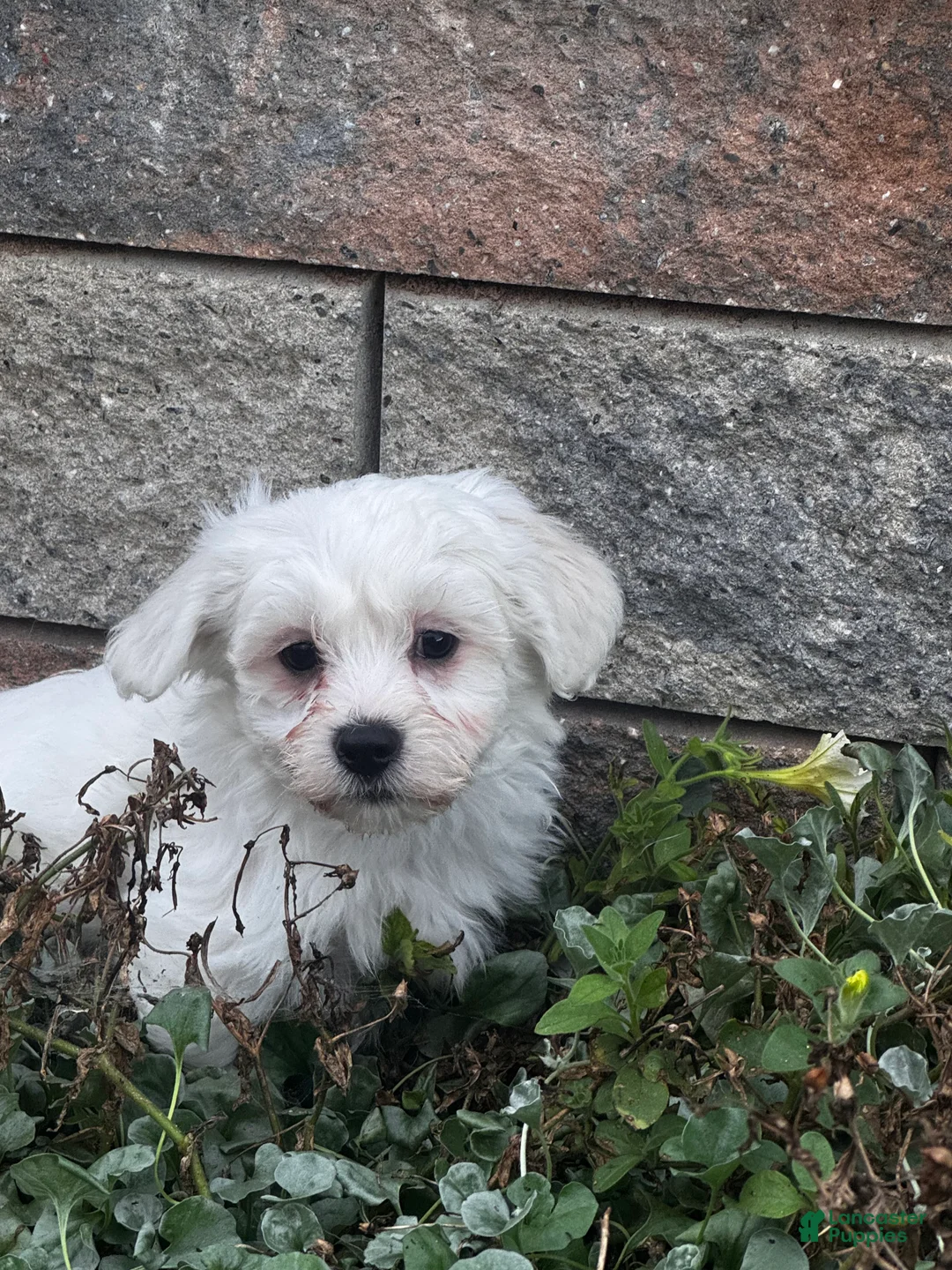 Teddy Bear dogs for sale: John - Ad 2