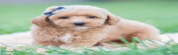 Maltipoo dogs for sale: Wolf F1B - Ad 1