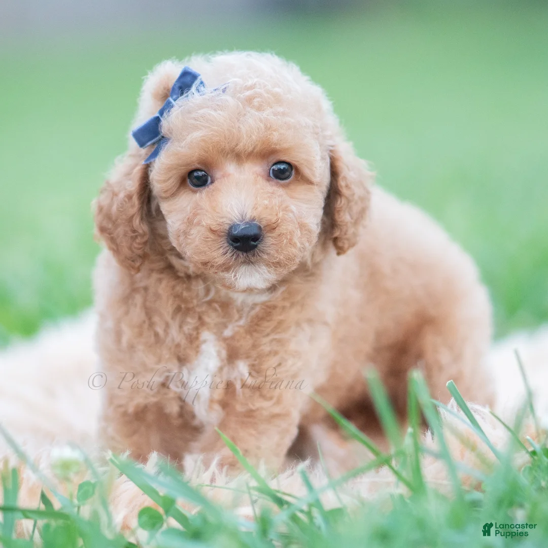 Maltipoo dogs for sale: Wolf F1B - Ad 1