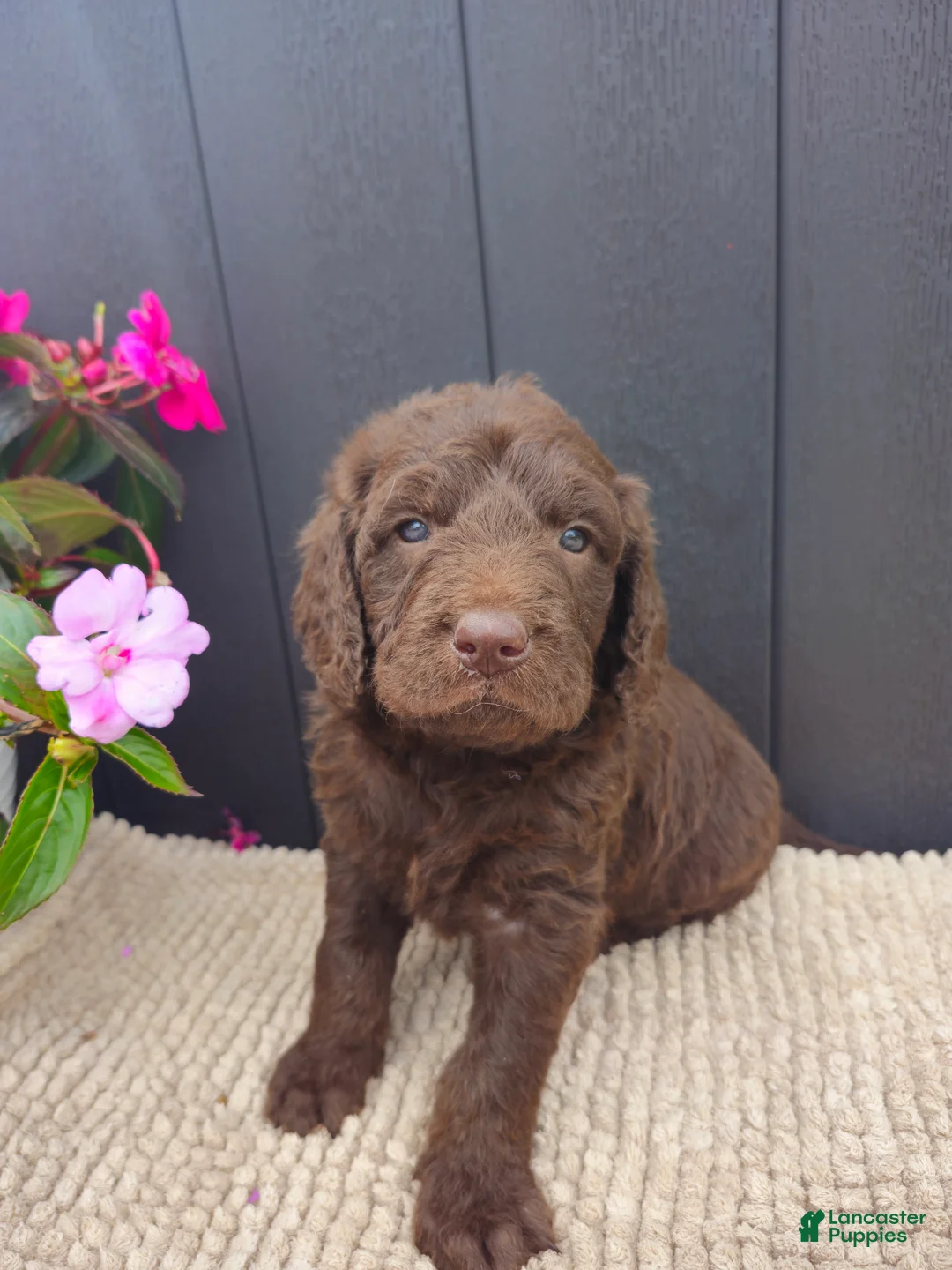 Labradoodle dogs for sale: Lilly - Ad 1
