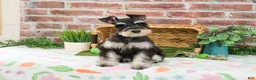 Miniature Schnauzer dogs for sale: Sherman  - Ad 3