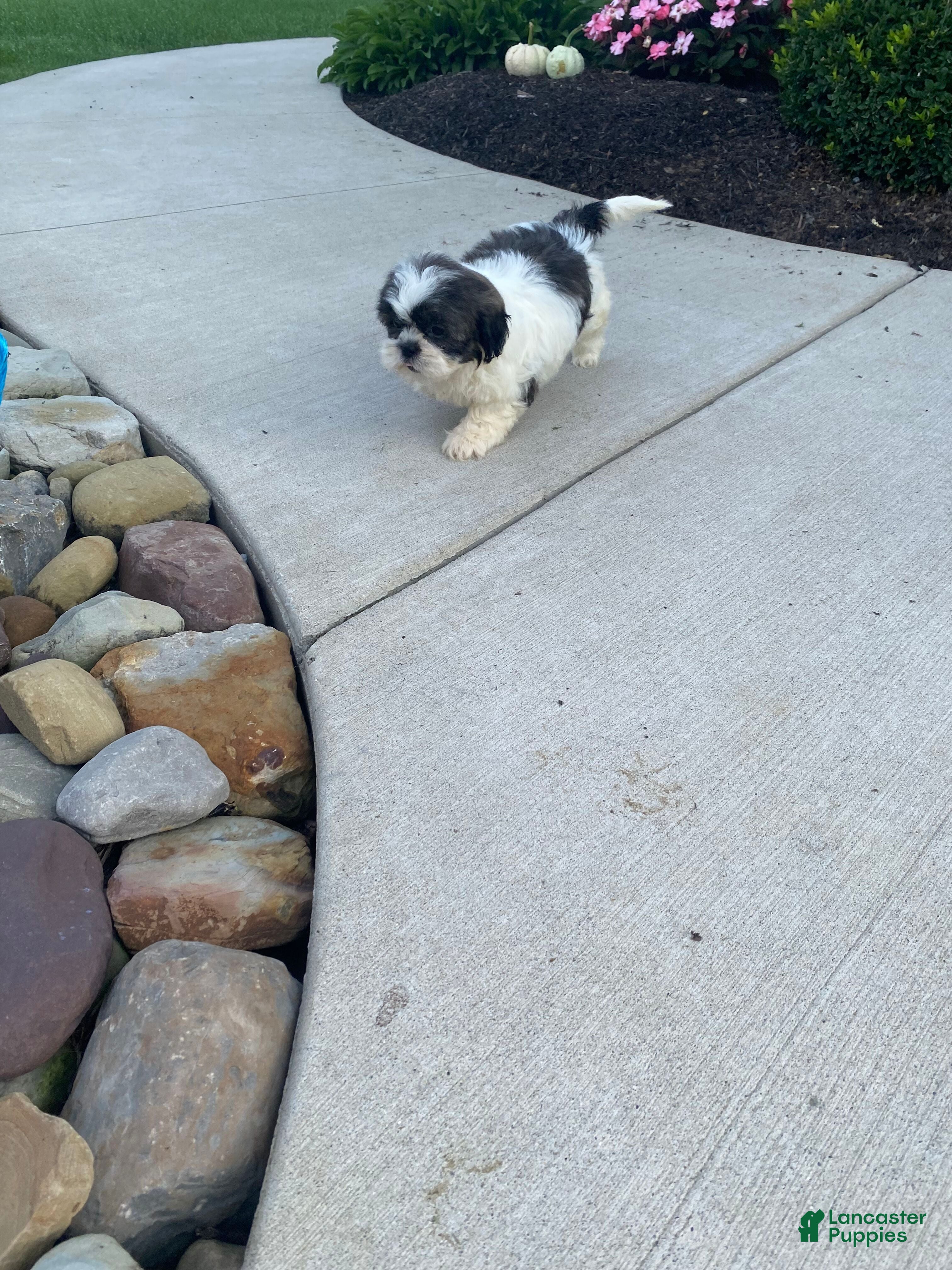 Shih Tzu dogs Ruby - Ad 2