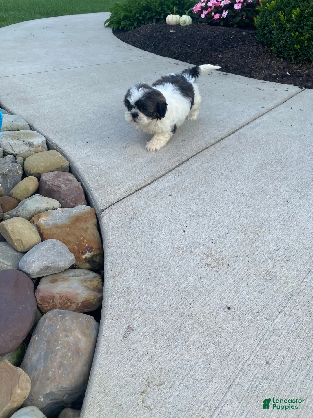 Shih Tzu dogs for sale: Ruby - Ad 2
