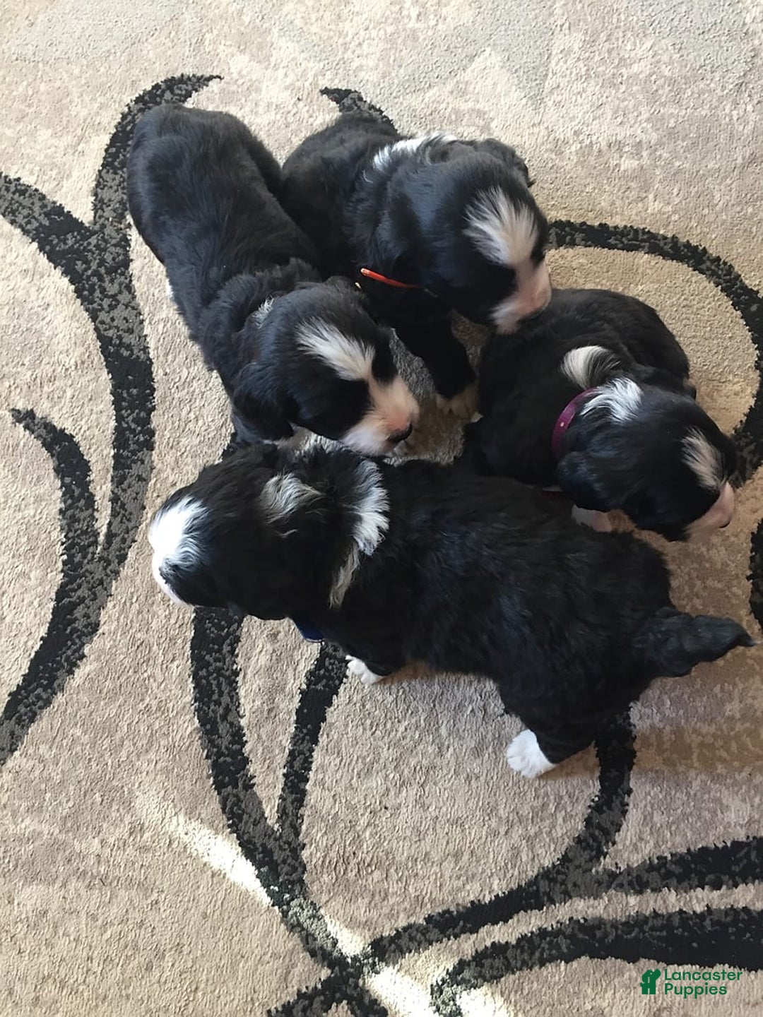 Gallery Image {{count}}