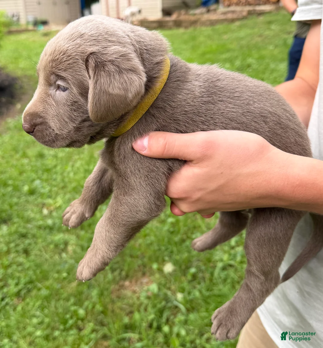 Labrador Retriever dogs for sale: Belle - Ad 2