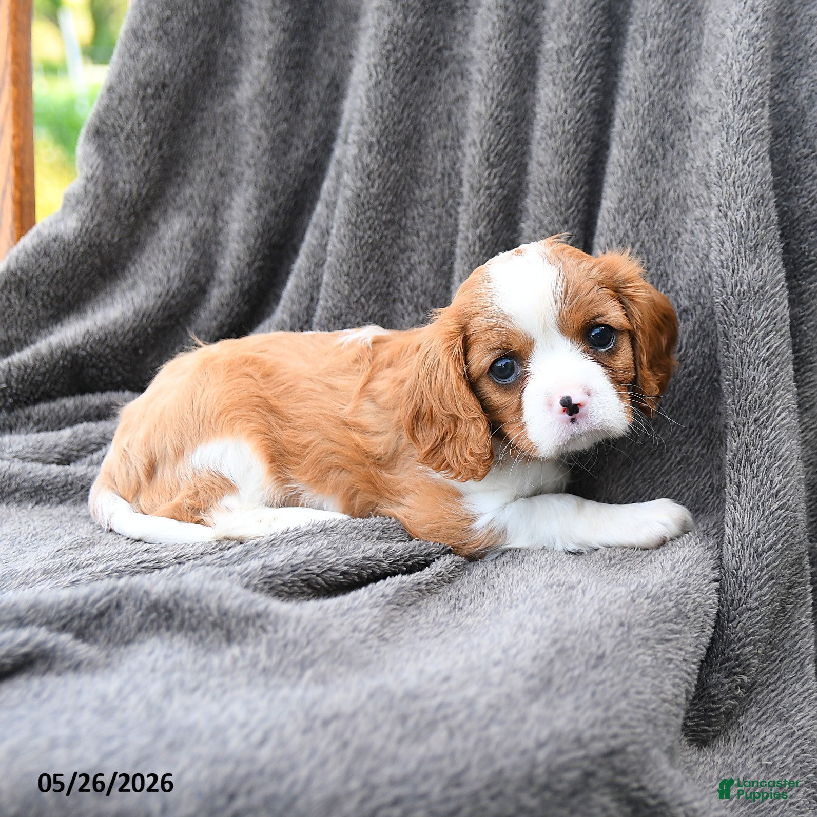 Cavalier King Charles Spaniel dogs Pepsi - Ad 2